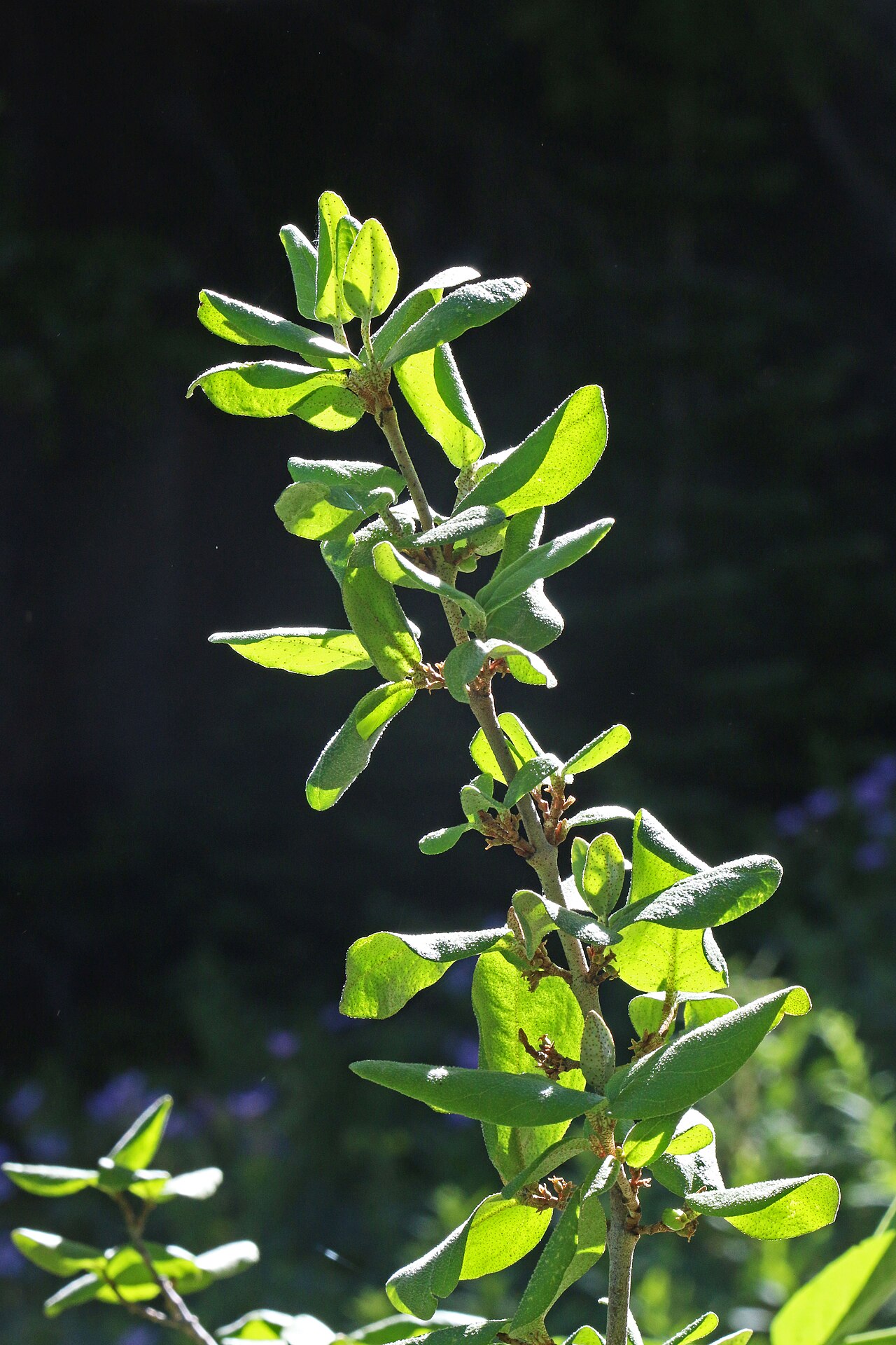 Russet Buffaloberry