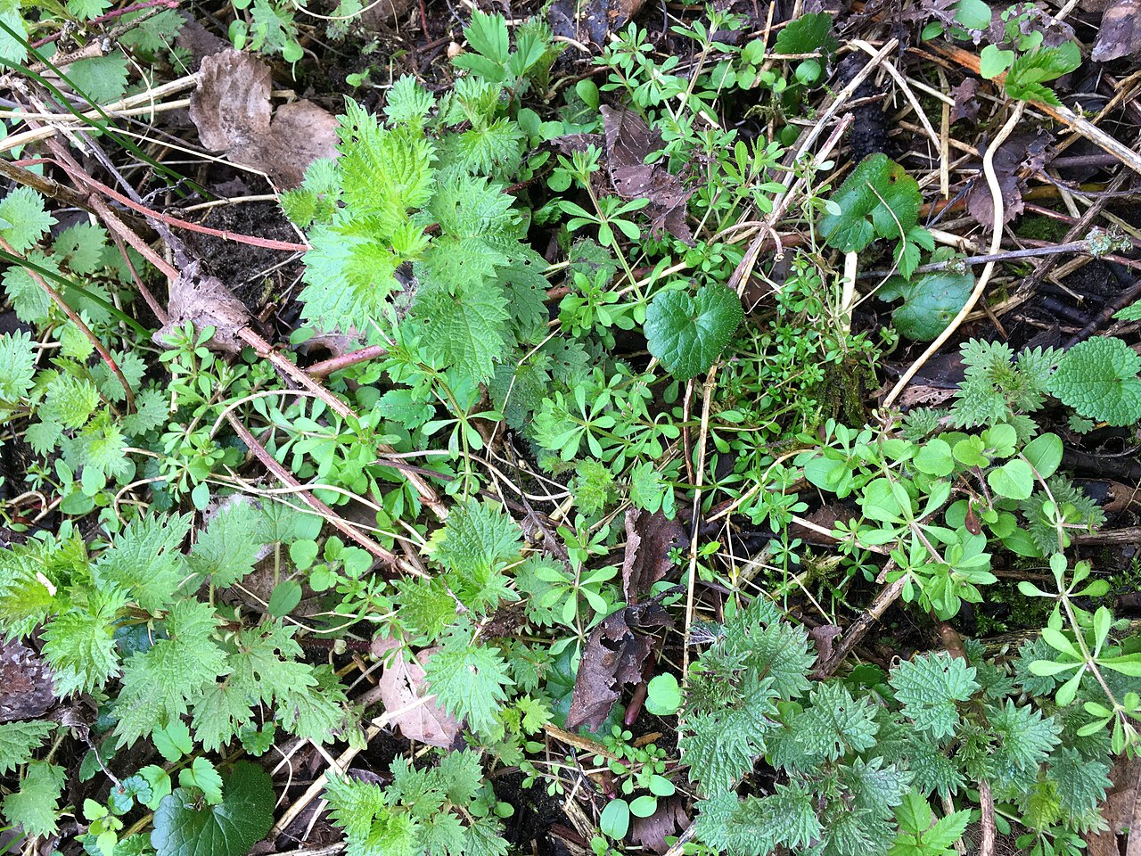 Stinging Nettle