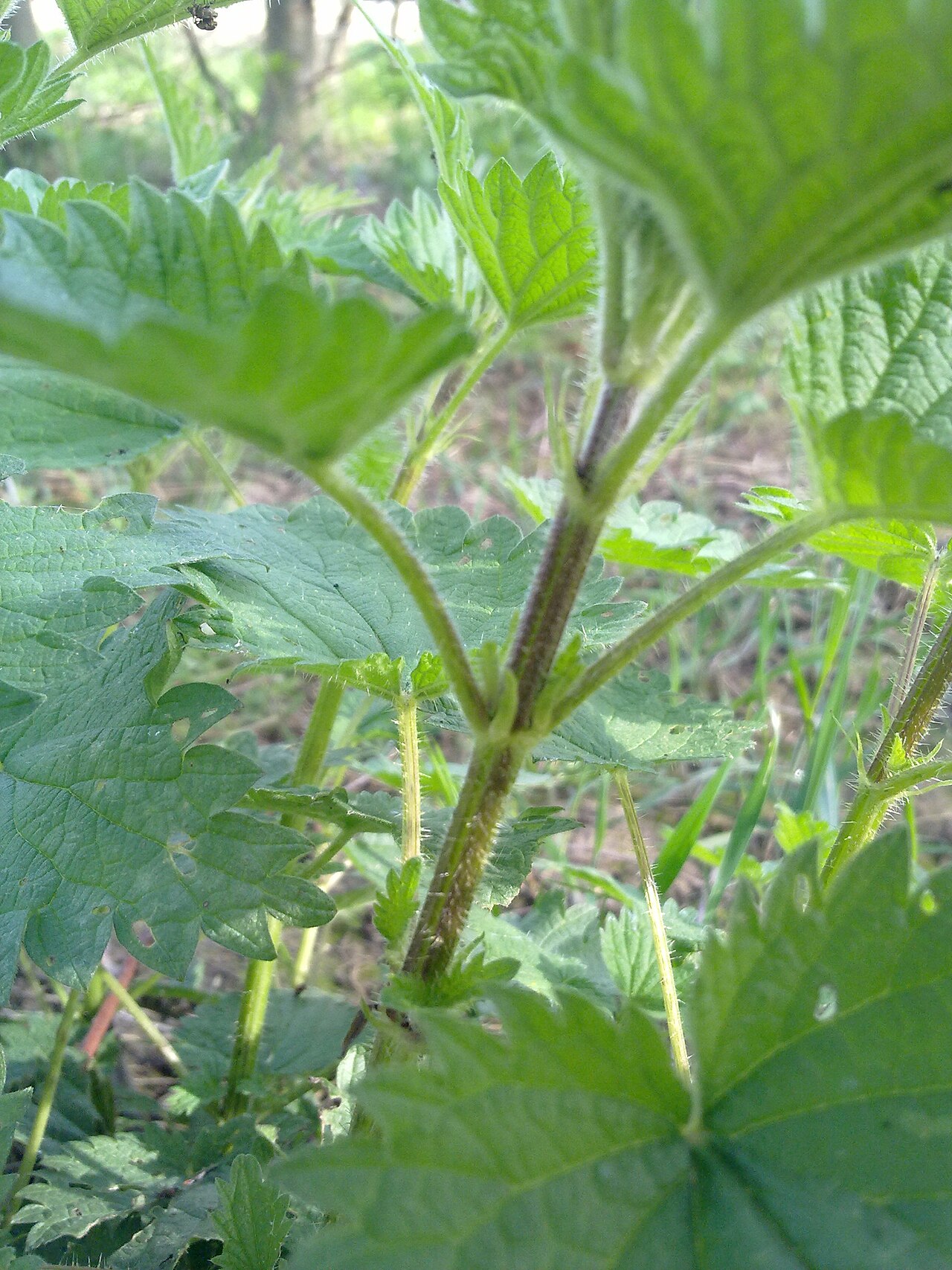 Stinging Nettle
