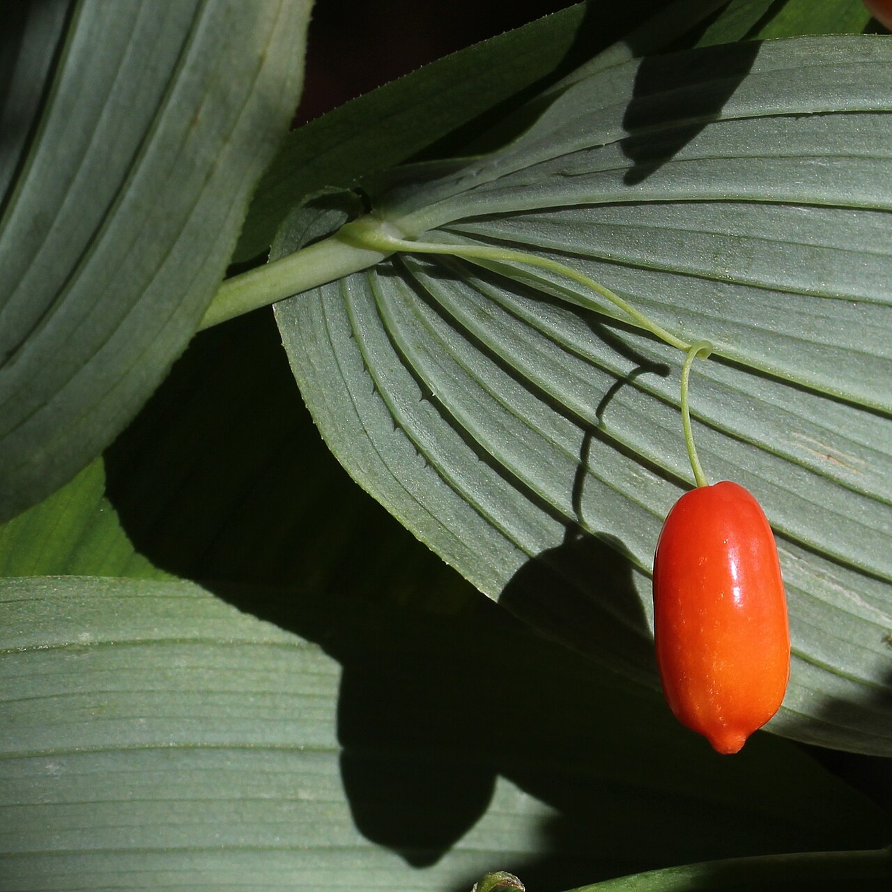 Claspleaf Twisted-stalk