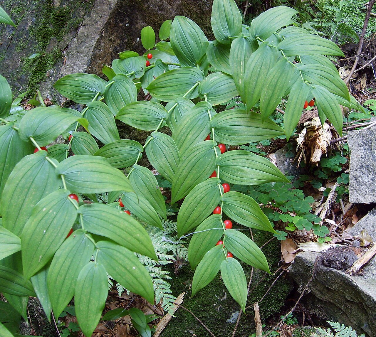 Claspleaf Twisted-stalk