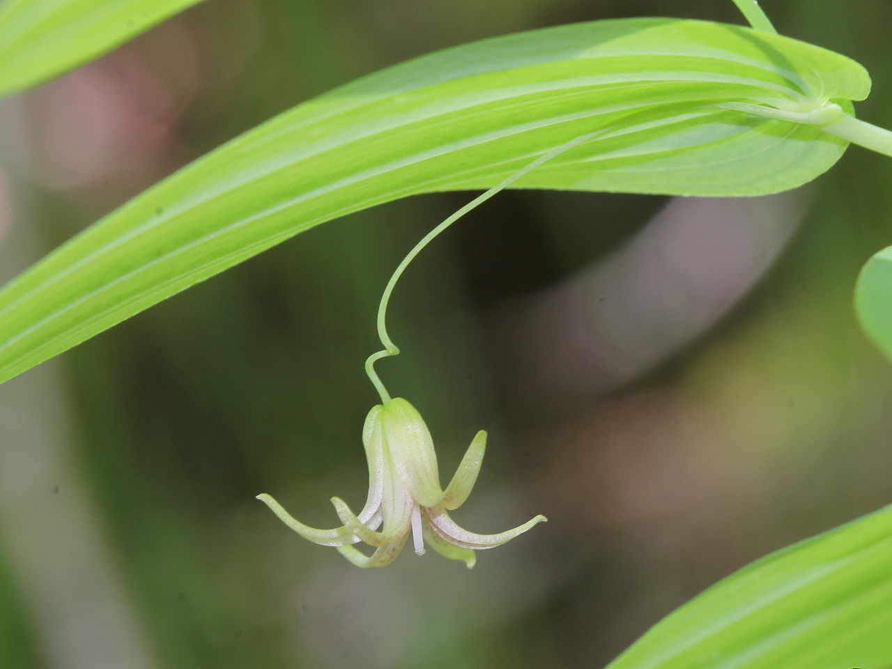 Claspleaf Twisted-stalk