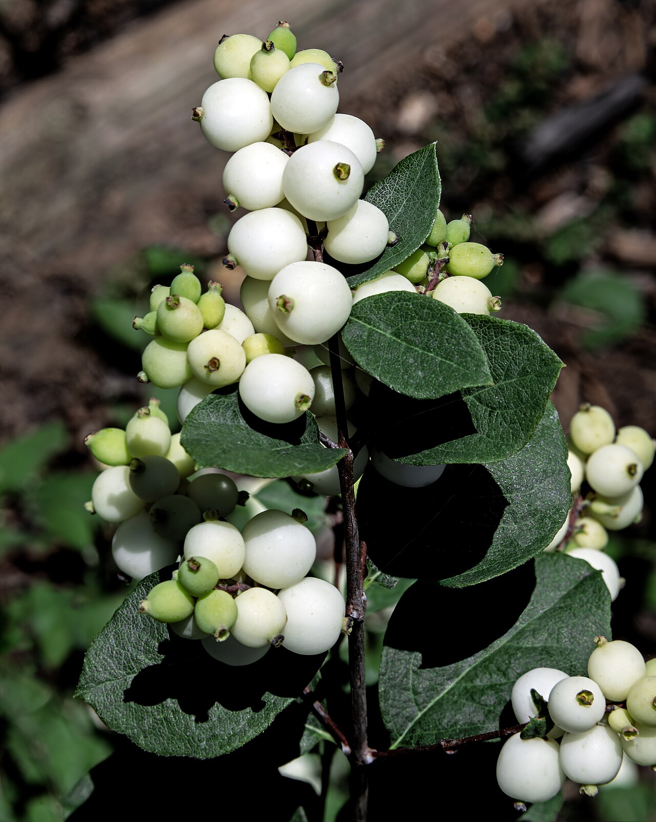 Common Snowberry