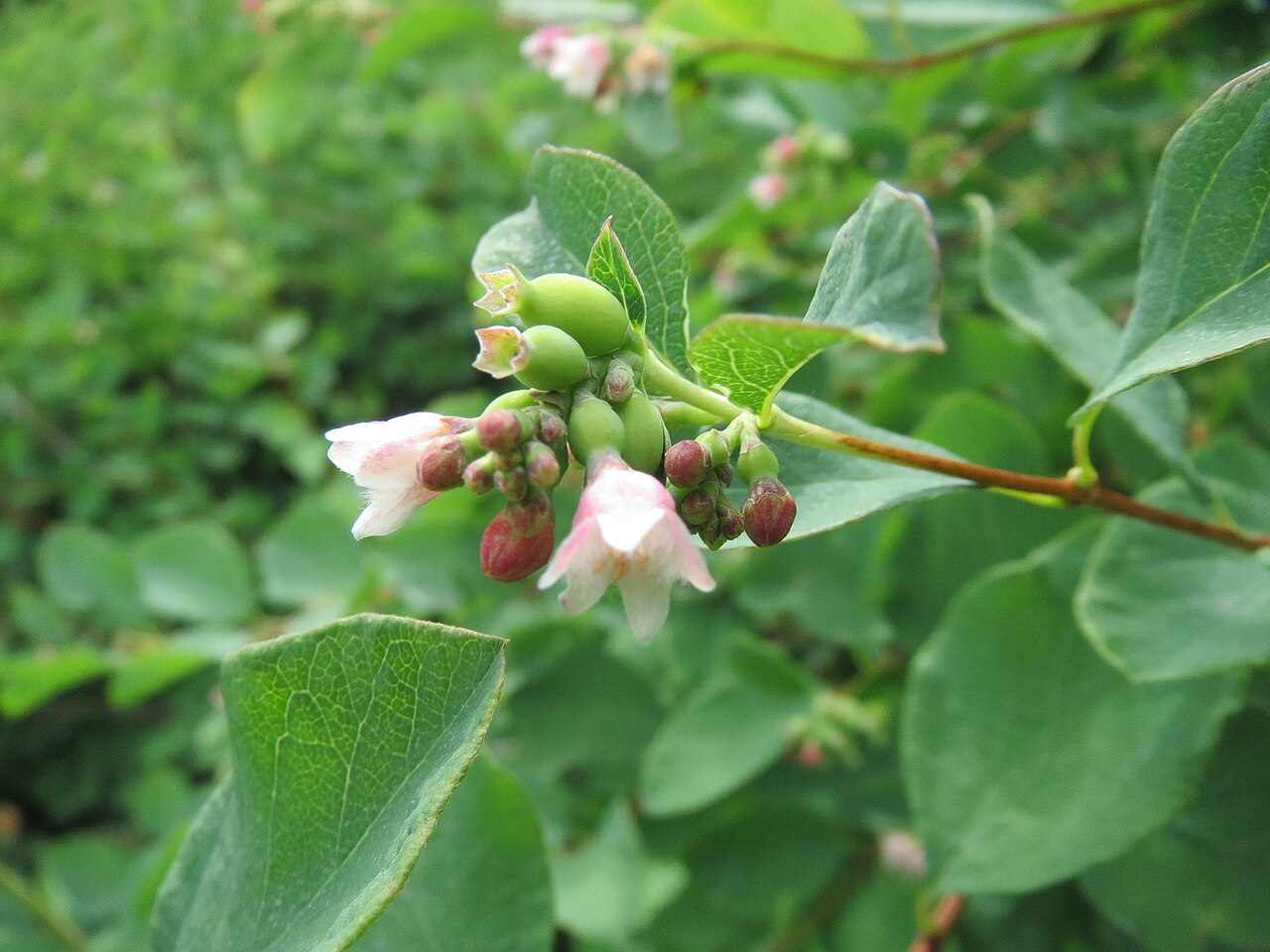 Common Snowberry