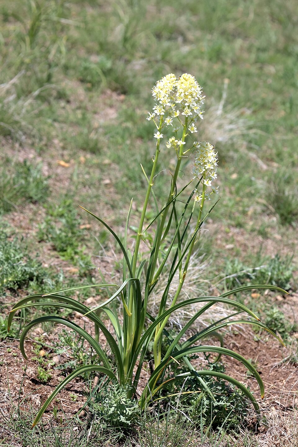 Meadow Death Camas
