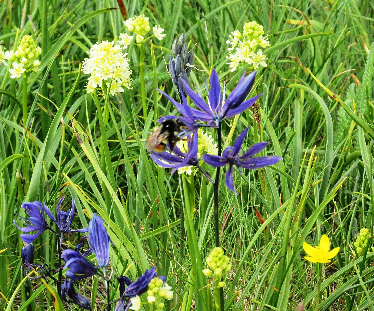 Meadow Death Camas