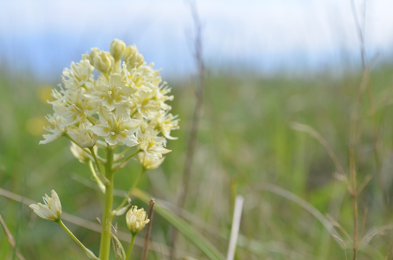 Meadow Death Camas