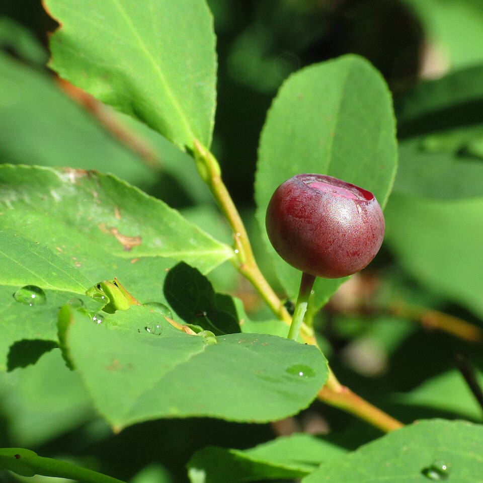 Mountain Huckleberry