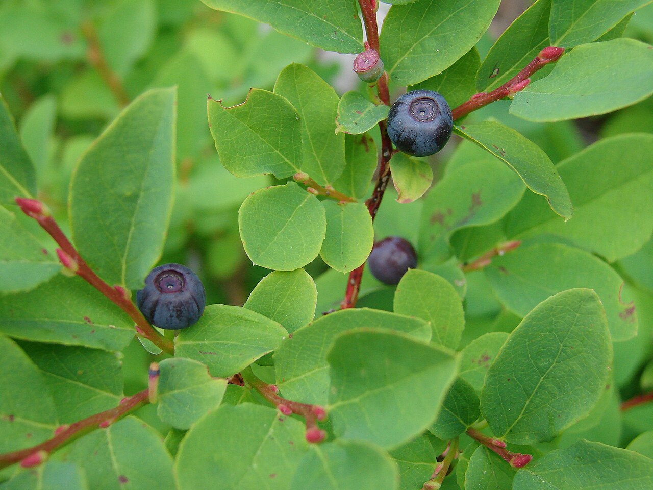 Mountain Huckleberry