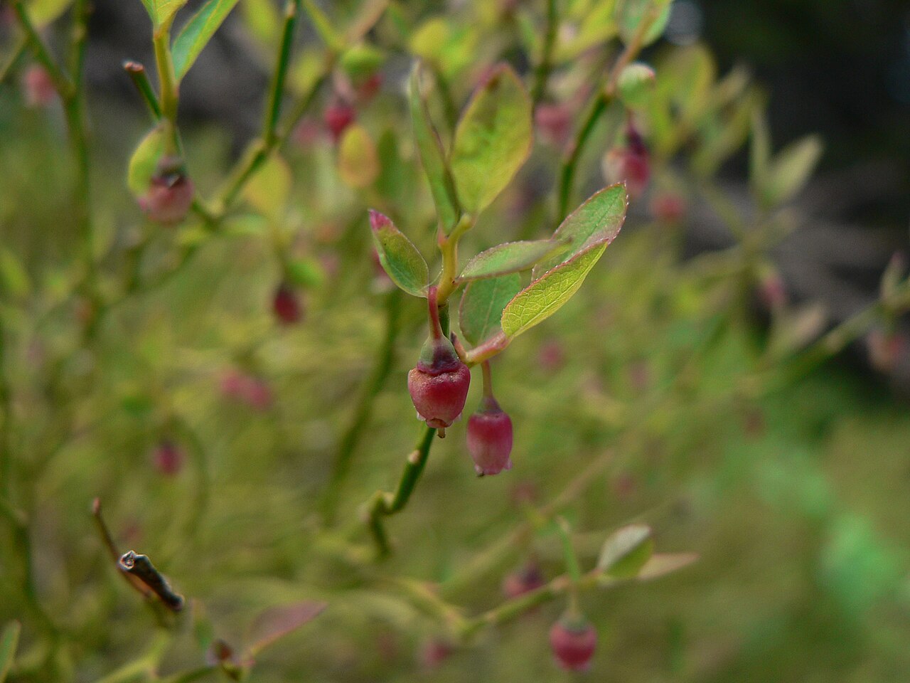 Grouse Whortleberry