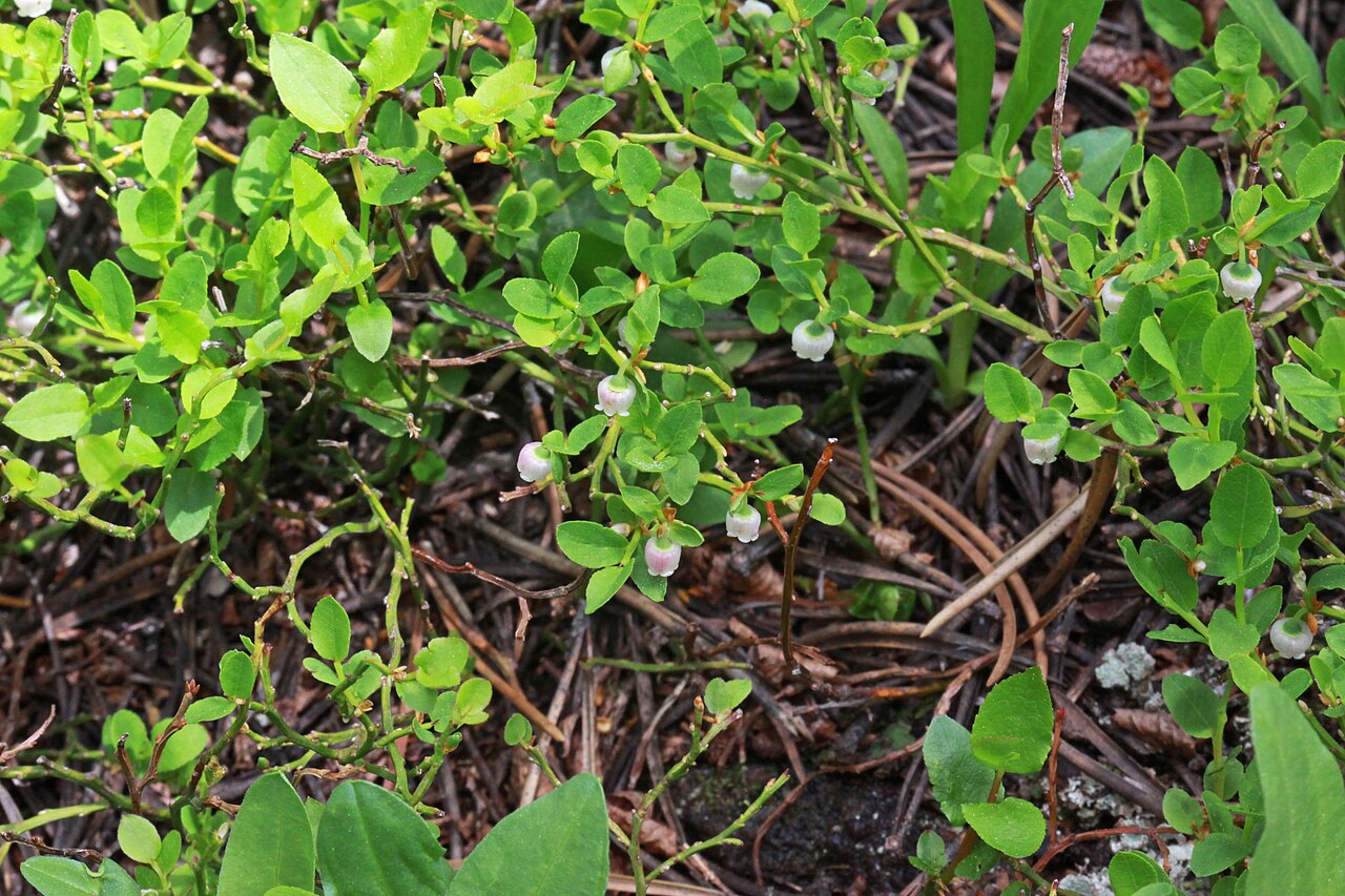 Grouse Whortleberry