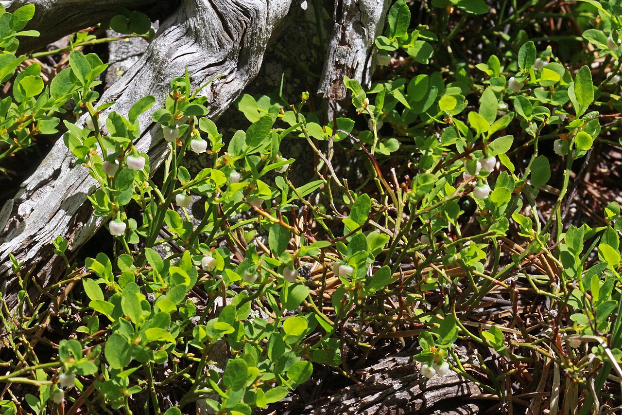 Grouse Whortleberry