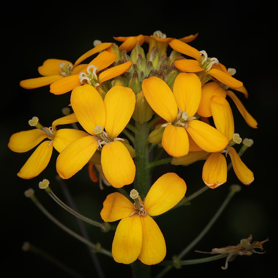 Western Wallflower