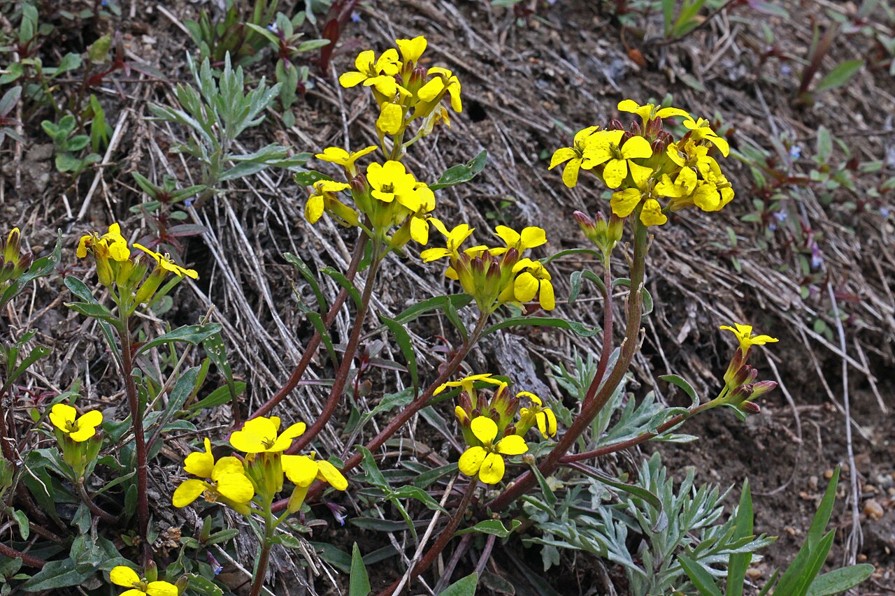 Western Wallflower