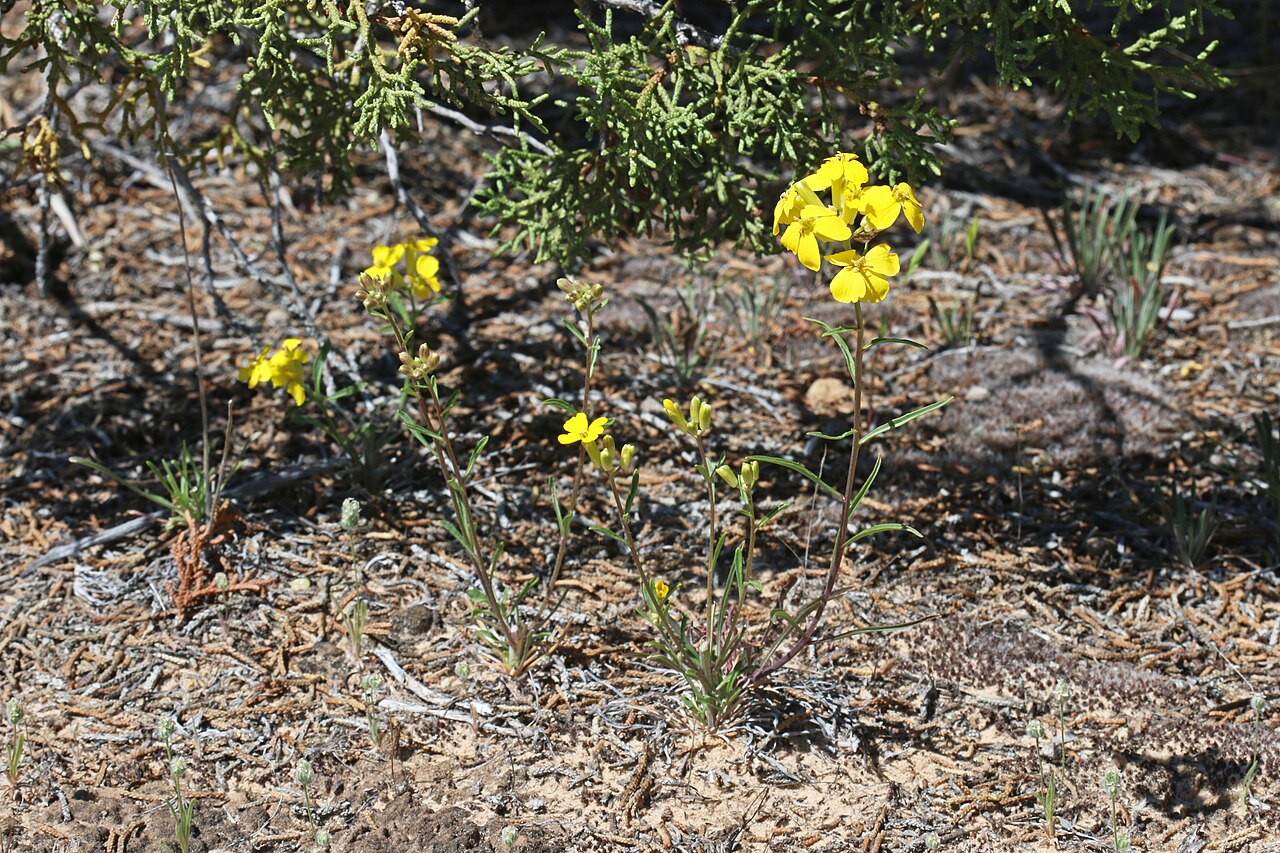 Western Wallflower