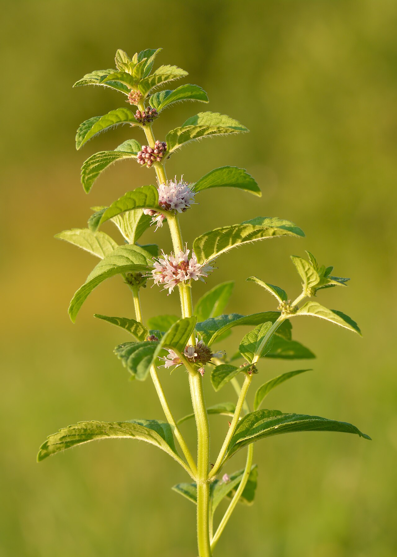 Wild Mint (Field Mint)
