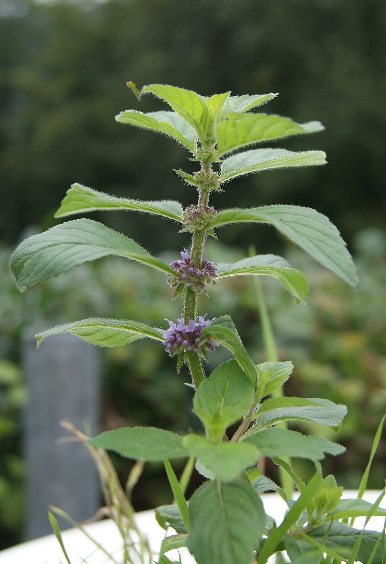 Wild Mint (Field Mint)