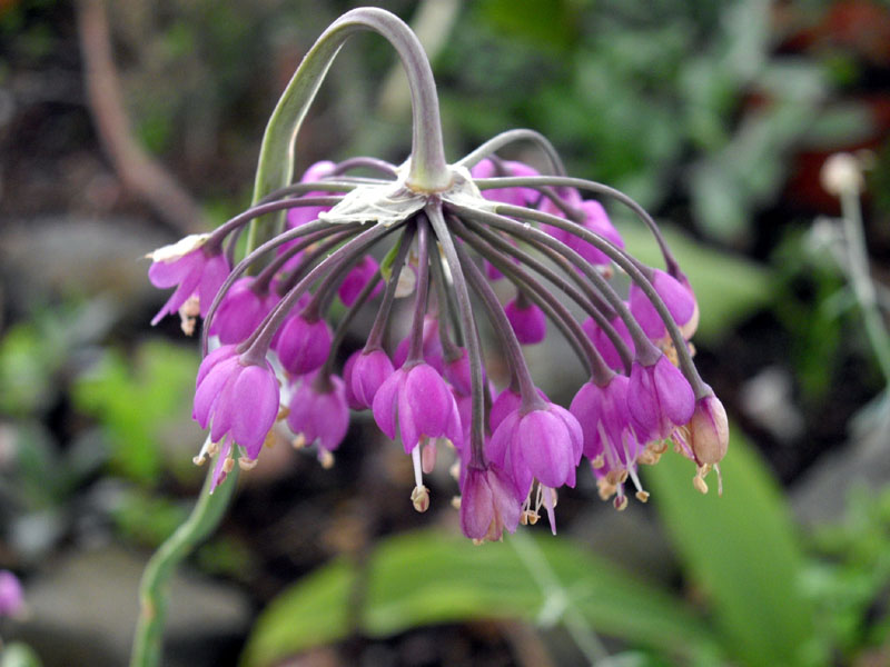 Wild Onion (Nodding Onion)
