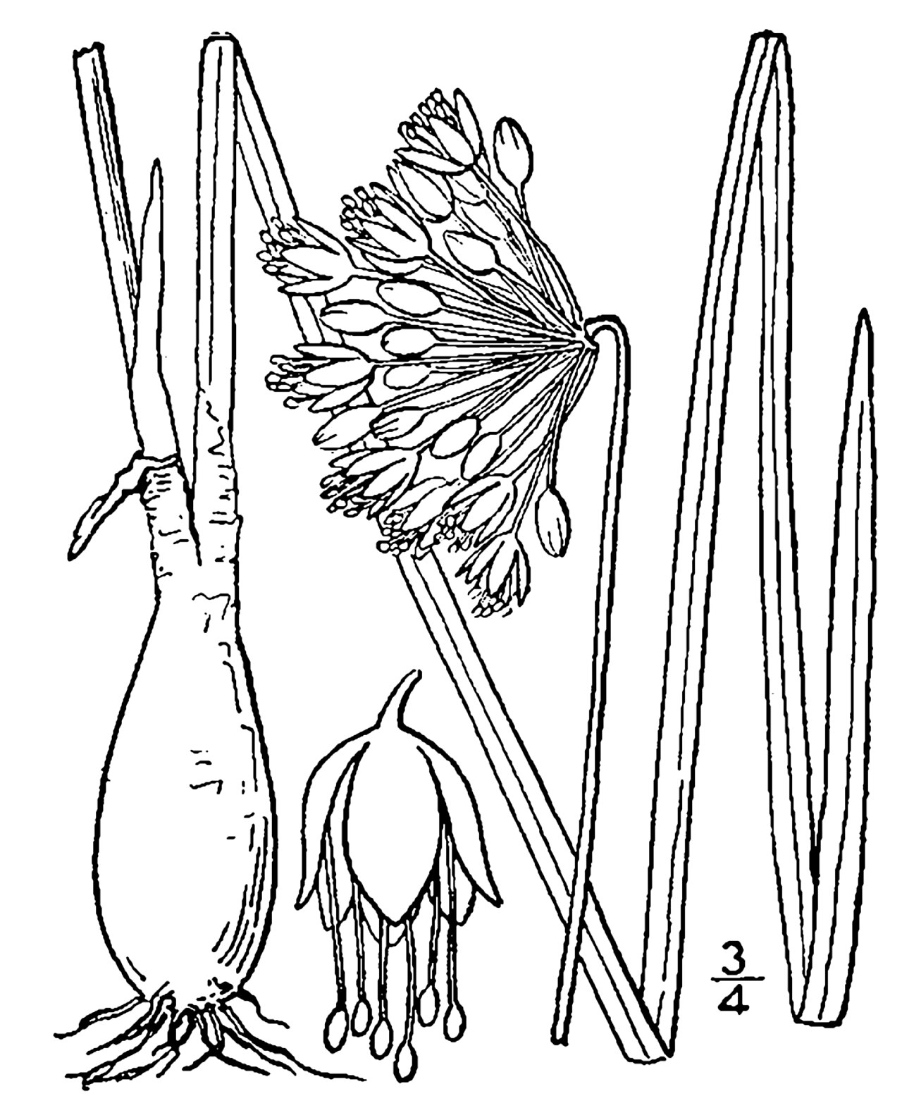Wild Onion (Nodding Onion)