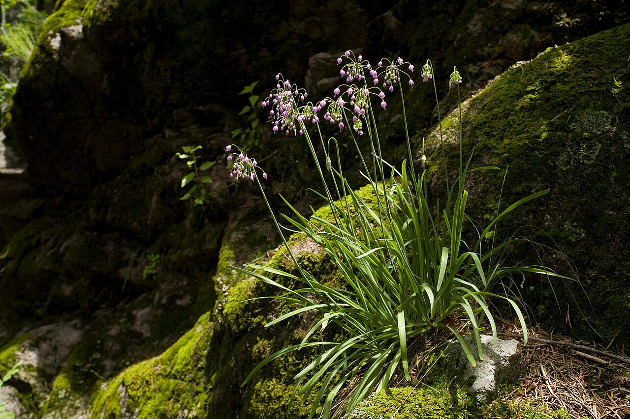 Wild Onion (Nodding Onion)