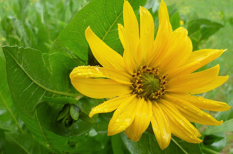 Mule's Ears