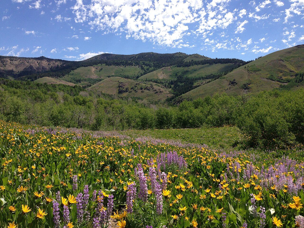 Mule's Ears