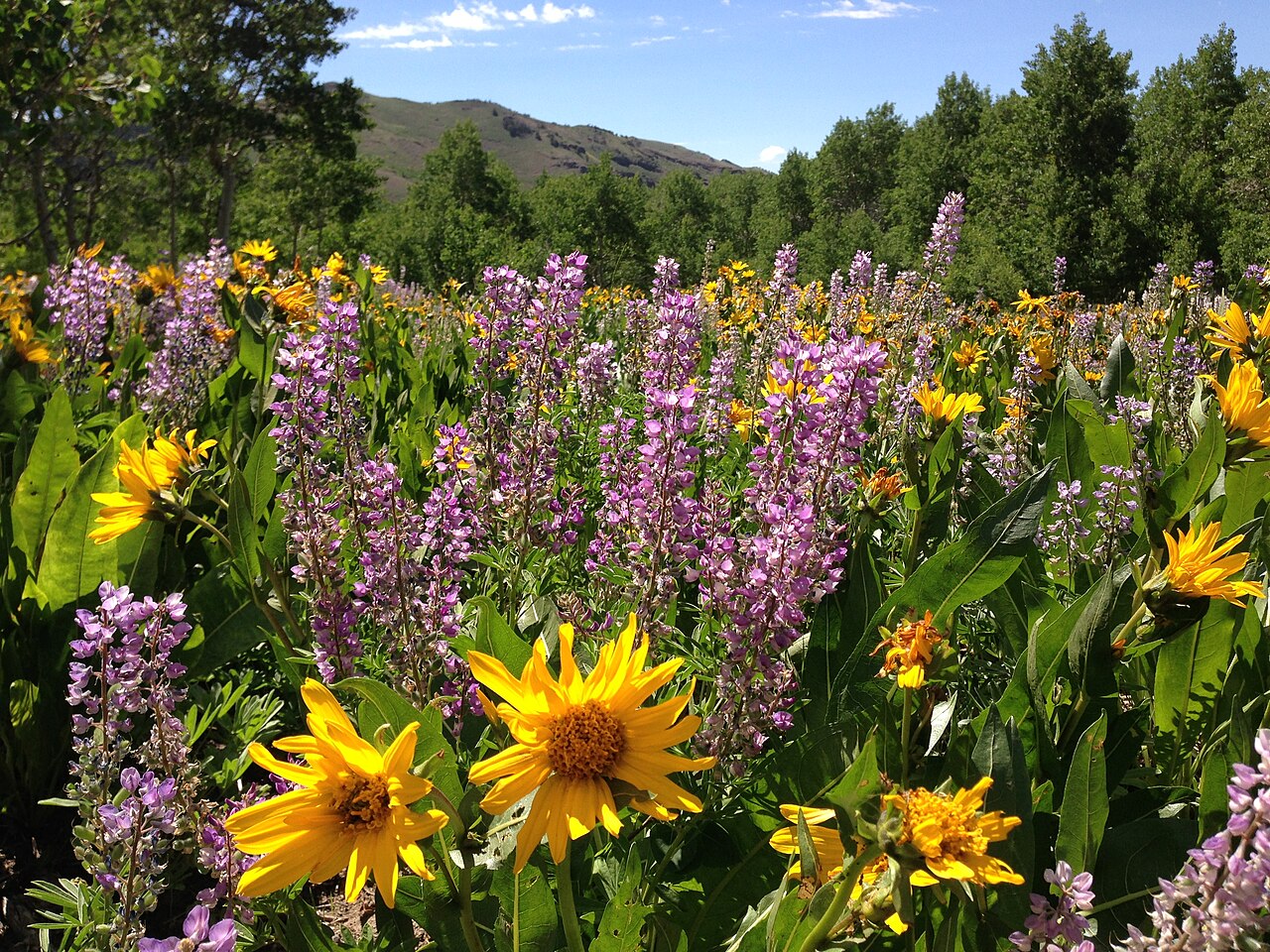 Mule's Ears