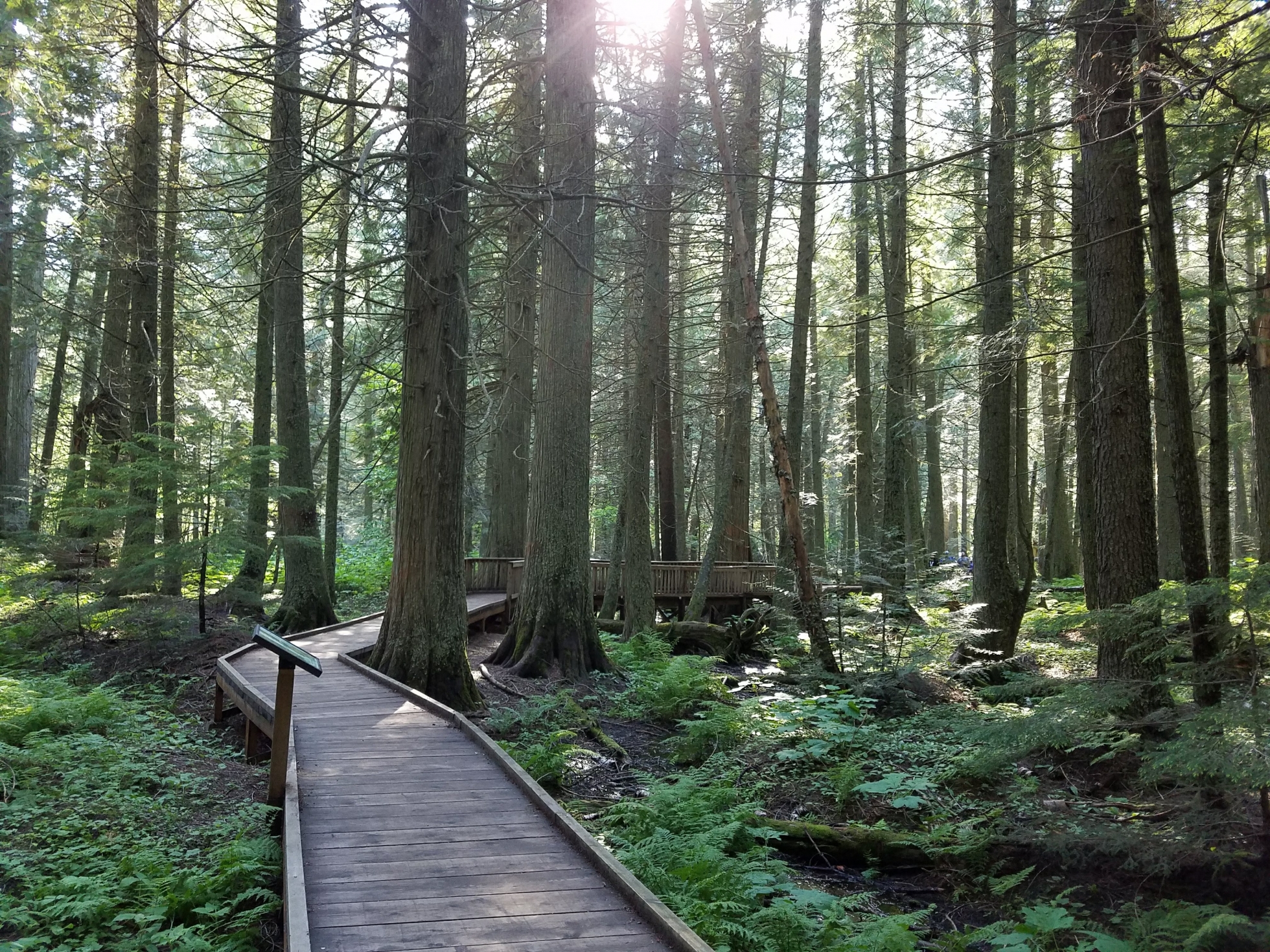 Trail of the cedars hike near apgar village glacier national park