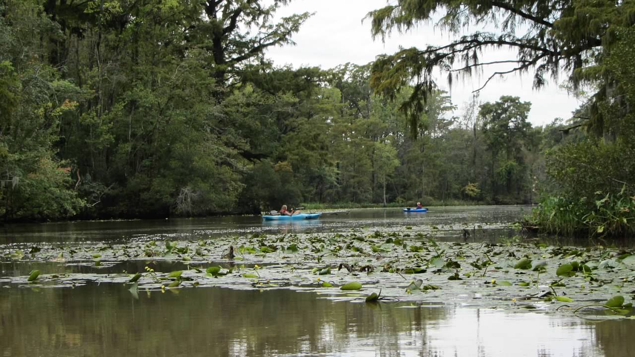 Queen Anne Creek Canoe and Kayak near Edenton, North Carolina Free