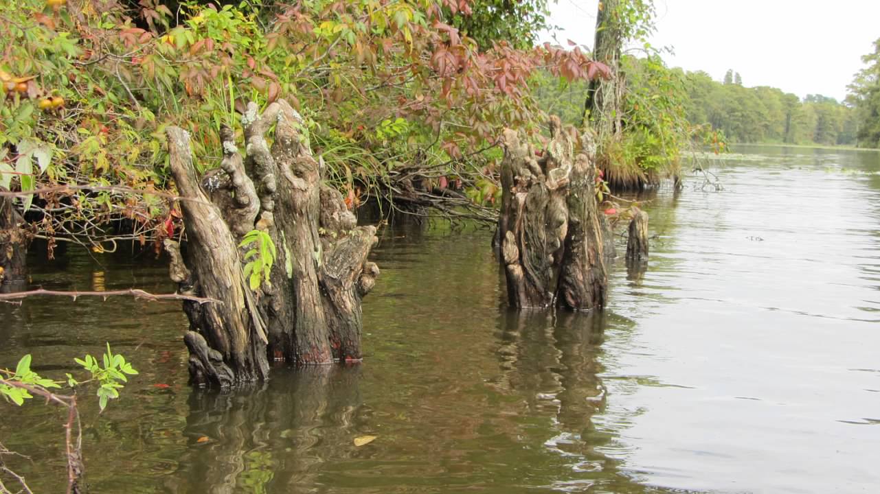 Queen Anne Creek Canoe and Kayak near Edenton, North Carolina Free