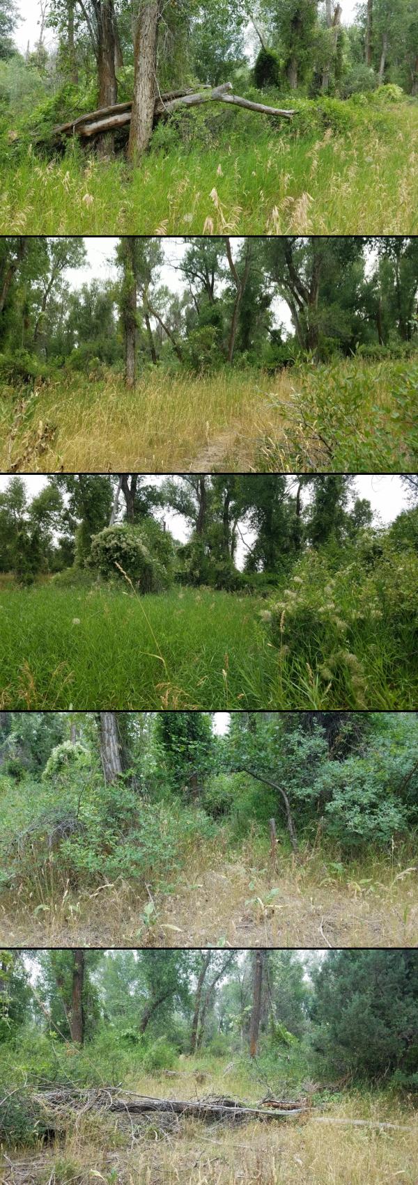 Airsoft and Paintball at On the banks by Heise near Ririe, Idaho. Maps, directions, and reviews. On the banks of the river near Heise. Plenty of trees and ground cover.