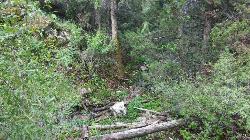 Wet Climate From Upper Bridge