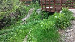 Wet Climate Middle Bridge