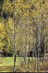 Beautiful Trees added by cteicheira