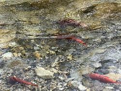 Kokanee Sept.  added by mkrrobertson