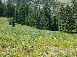 Wildflower Meadow courtesy of endovereric↗