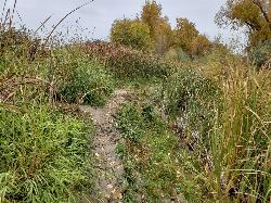 Marsh trail beyond paintball field courtesy of endovereric↗