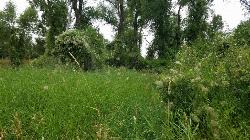 Airsoft and Paintball at On the banks by Heise near Ririe, Idaho. Maps, directions, and reviews. On the banks of the river near Heise. Plenty of trees and ground cover. (image: 20170807 150256)