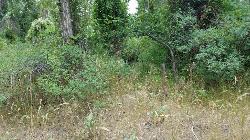 Airsoft and Paintball at On the banks by Heise near Ririe, Idaho. Maps, directions, and reviews. On the banks of the river near Heise. Plenty of trees and ground cover. (image: 20170807 150324)