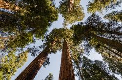Looking Up At Sequoia added by cteicheira