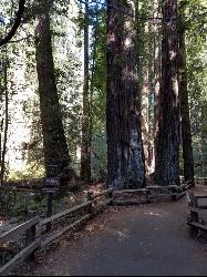 Cathedral Grove