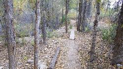 Wooden feature on singletrack loop courtesy of endovereric↗