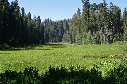 Camp and Hike at Crescent Meadow in Sequoia National Park near Sequoia National Park, California. Maps, directions, and reviews. Crescent Meadows is a gentle and easy hiking area, making it perfect for families. Inside the meadow... (image: Crescent Meadow added by cteicheira)