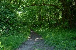 Townsite trail going into the trees added by katelocke