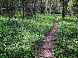 Hike and Mountain Bike at Box Canyon Trail near Island Park, Idaho. Maps, directions, and reviews. Various species of tress and wildflowers can be seen on the trail, as well as songbirds, waterfowl and occasional wildlife. The... (image:  courtesy of Robyn Larsen↗)