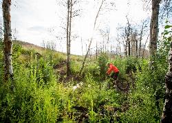 Singletrack through an aspen grove in the Croy Creek Trail System. IMBA / Leslie Kehmeier via BLM, p courtesy of BLMIdaho&nearr; (Public domain&nearr;)