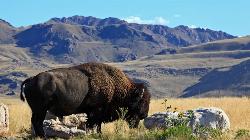 A bison grazes on Antelope Island courtesy of Steve Greenwood↗