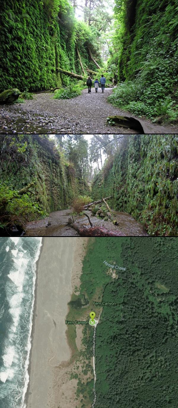 Fern Canyon Hike near Orick, California Free Arenas