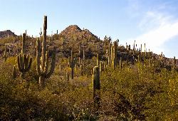 Mountain Bike at Spur Cross to Lake Pleasant near Cave Creek, Arizona. Maps, directions, and reviews. Start at the Flat Tire Bike Shop and head north on Spur Cross Road. You will arrive at the Spur Cross Conservation... (image: Spur Cross Conservation Area added by sott)