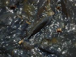 Carp massed at the Linesville spillway, where the ducks walk on the fishes' backs courtesy of Lithoderm&nearr; (CC BY-SA 2.0&nearr;)